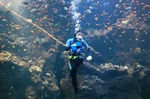 Clear-Com Dives into the Deep Blue with CellCom at Steinhart Aquarium
